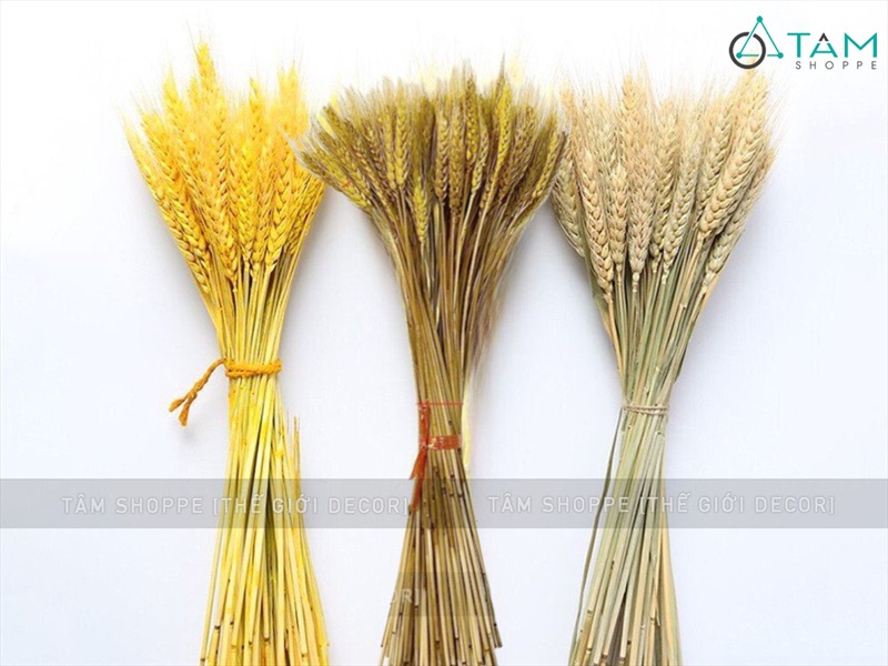Bó lúa mạch khô trang trí 110gr (80-100 cành) HOAKHO-02